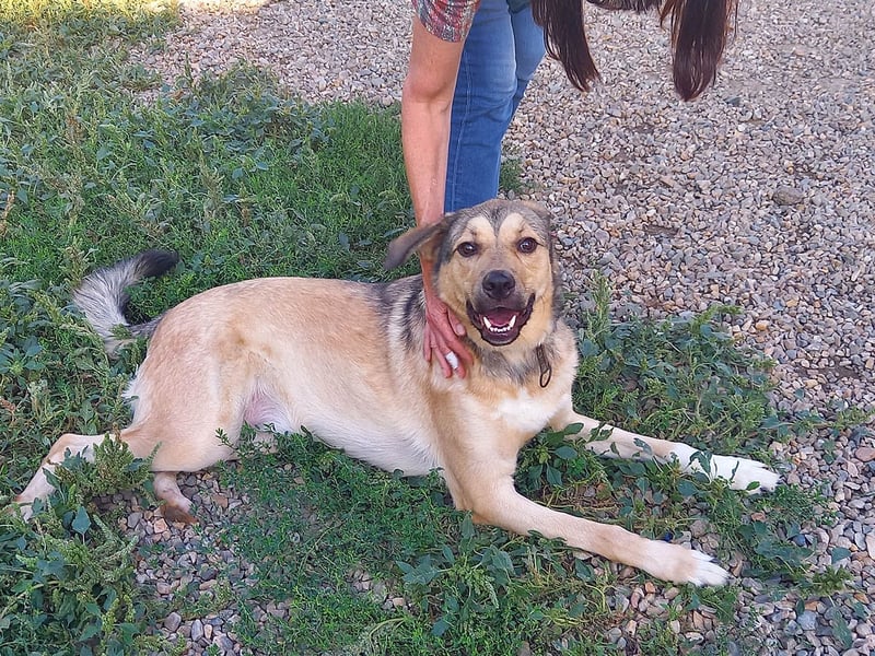 Romeo wünscht sich ein für immer Zuhause