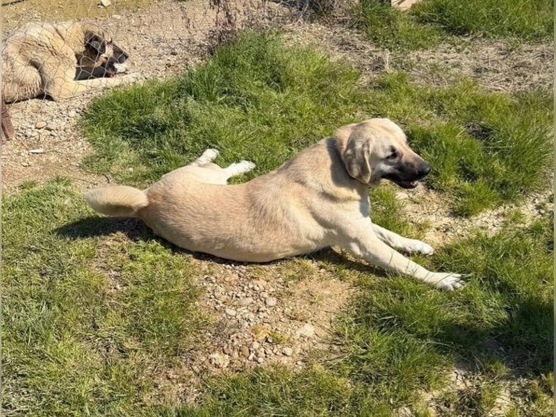 Kontess, gelassene, soziale Hündin