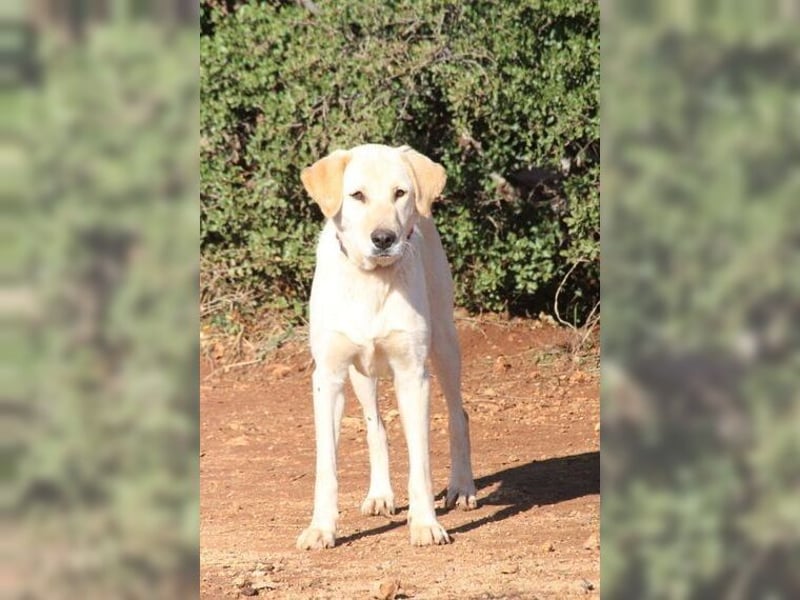 Liebevolle Mia, Golden Retriever Mischling