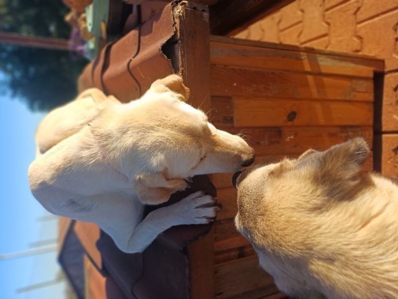 Liebevolle Mia, Golden Retriever Mischling