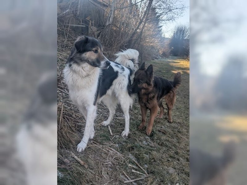 Freddy, bildschöner Herdenschutzhundmix