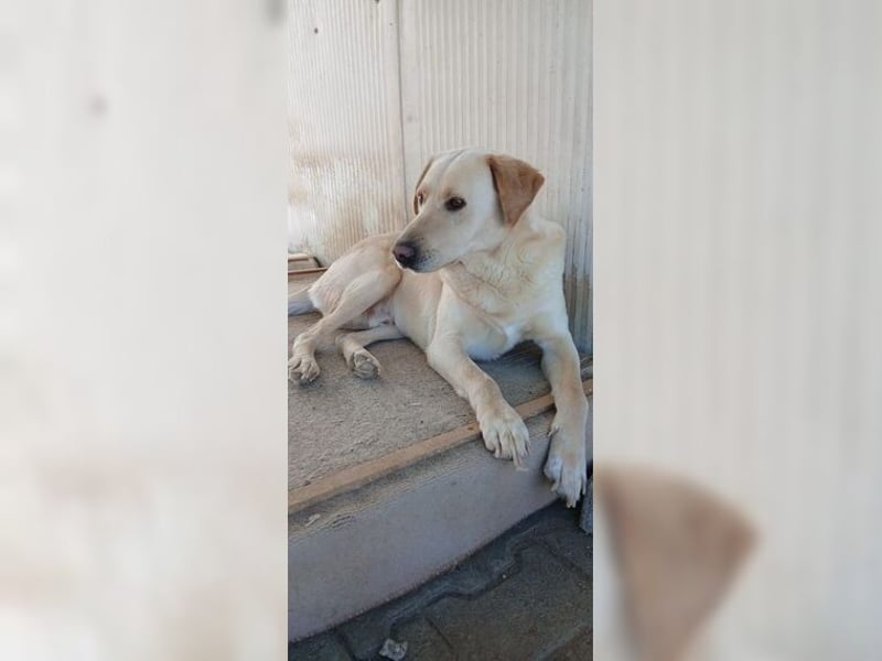 Buddy, liebevoller Labrador Mischling
