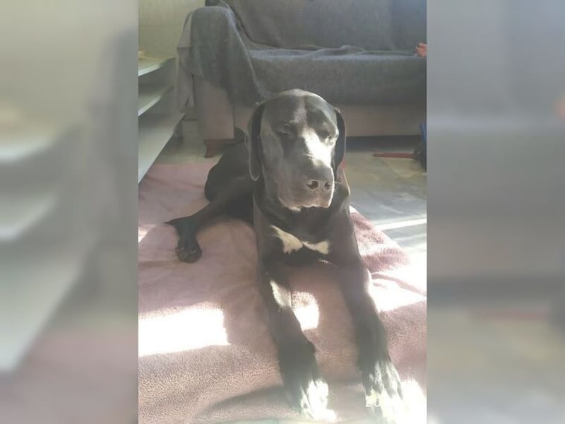 Nero,bildschöner Traumhund mit top Charakter