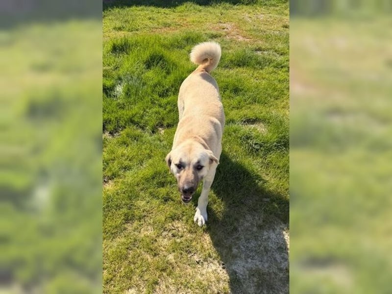 Kontess, gelassene, soziale Hündin