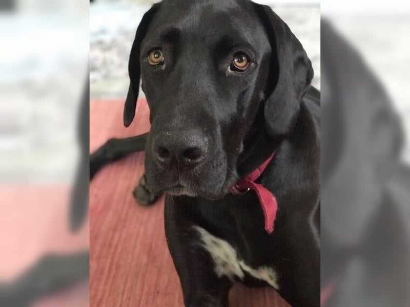 Nero,bildschöner Traumhund mit top Charakter