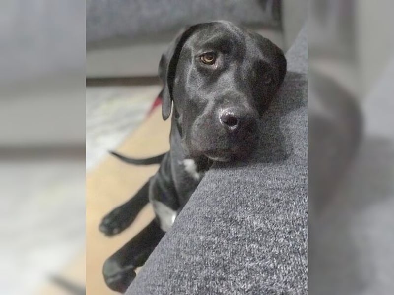 Nero,bildschöner Traumhund mit top Charakter