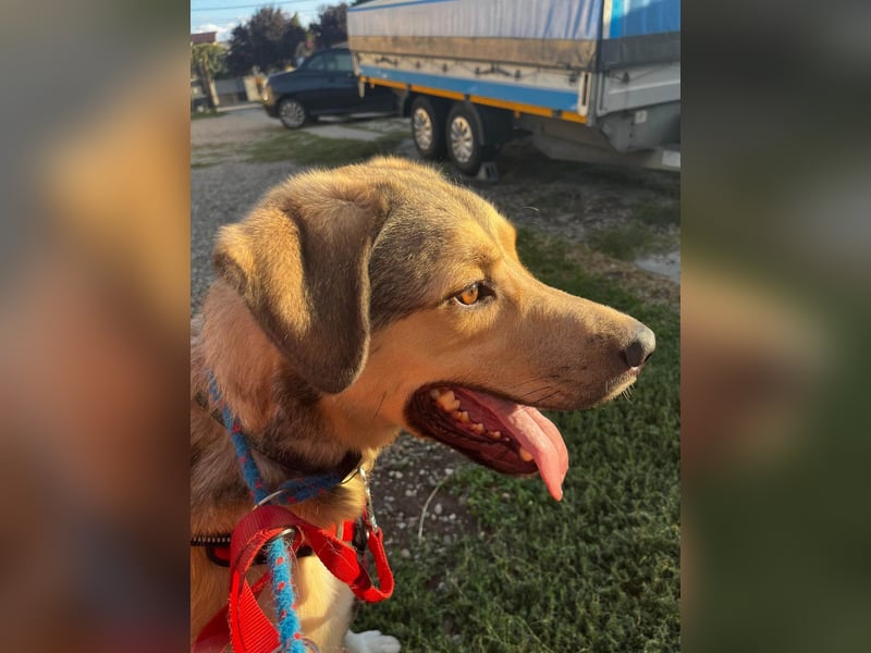 Romeo wünscht sich ein für immer Zuhause