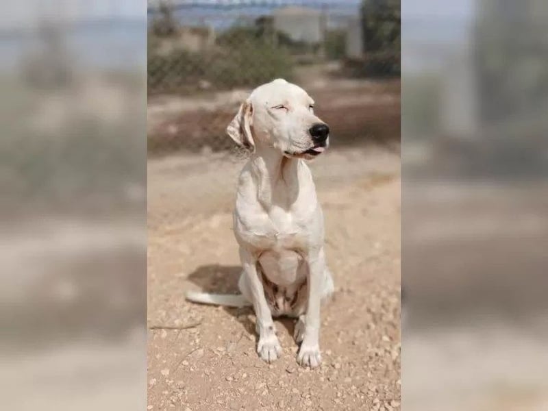 Sakiz, liebevolle Hündin mit einem großen Herzen