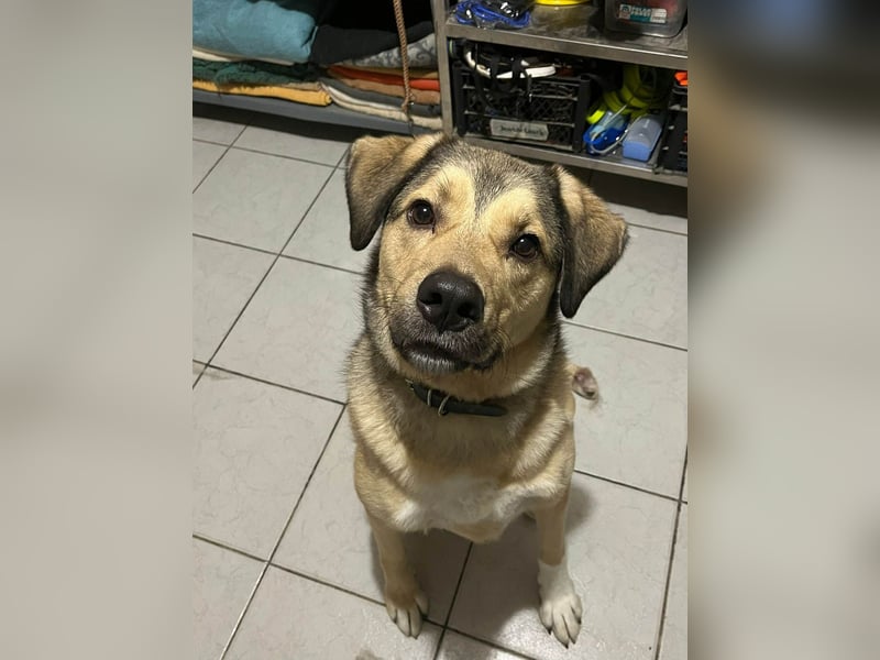 Romeo wünscht sich ein für immer Zuhause