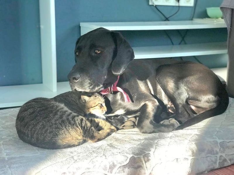 Nero,bildschöner Traumhund mit top Charakter
