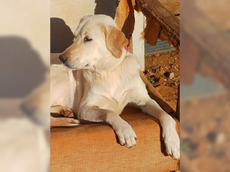 Liebevolle Mia, Golden Retriever Mischling