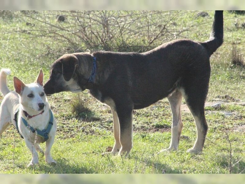 Riesenbaby Kian,ein Herzenshund