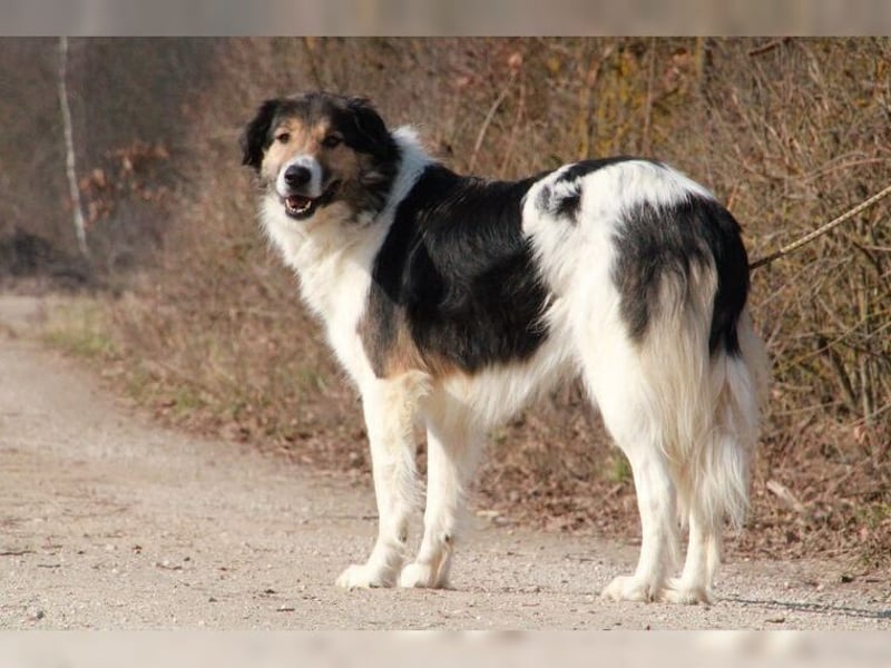 Freddy, bildschöner Herdenschutzhundmix