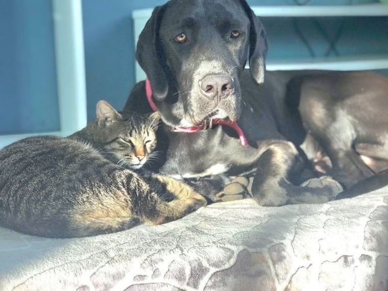 Nero,bildschöner Traumhund mit top Charakter
