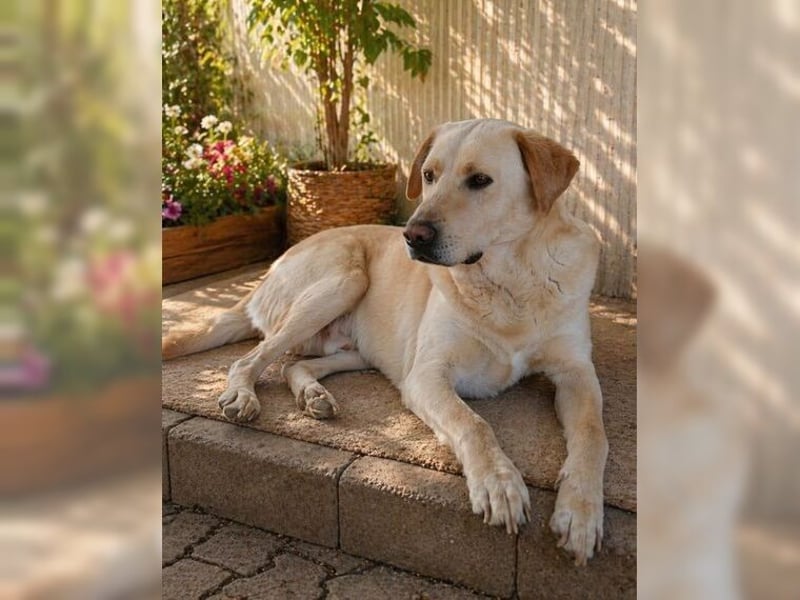 Buddy, liebevoller Labrador Mischling