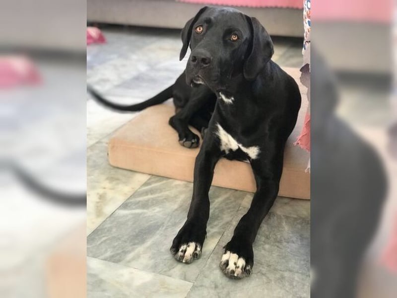 Nero,bildschöner Traumhund mit top Charakter
