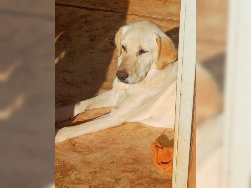 Liebevolle Mia, Golden Retriever Mischling