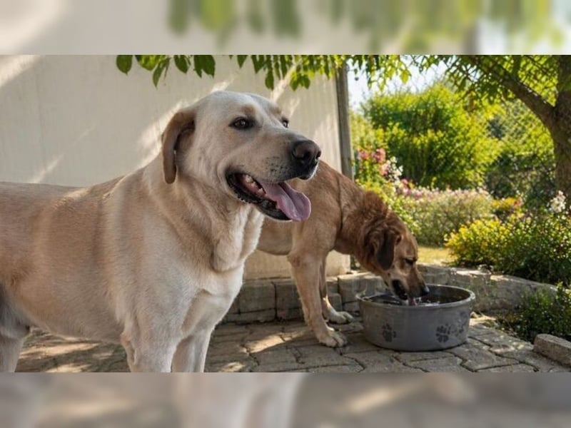 Buddy, liebevoller Labrador Mischling