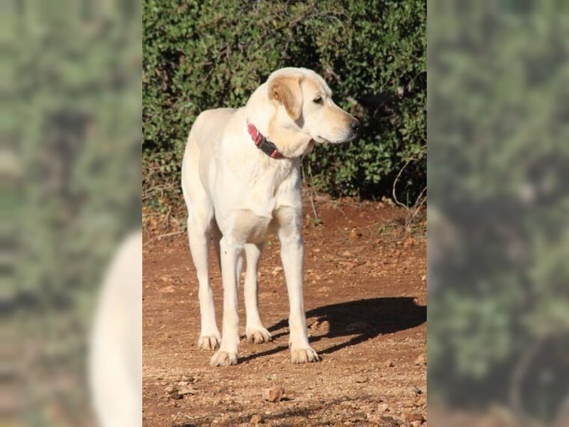 Liebevolle Mia, Golden Retriever Mischling