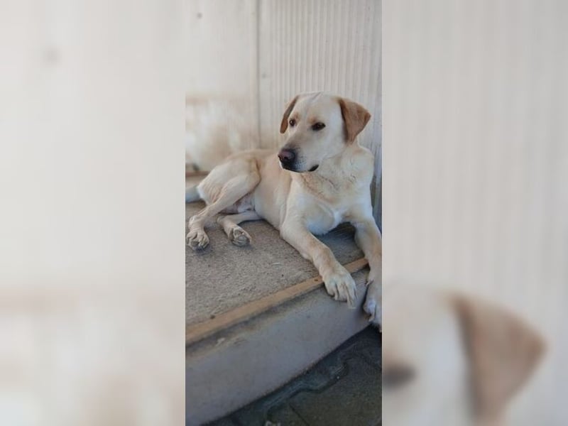 Buddy, liebevoller Labrador Mischling