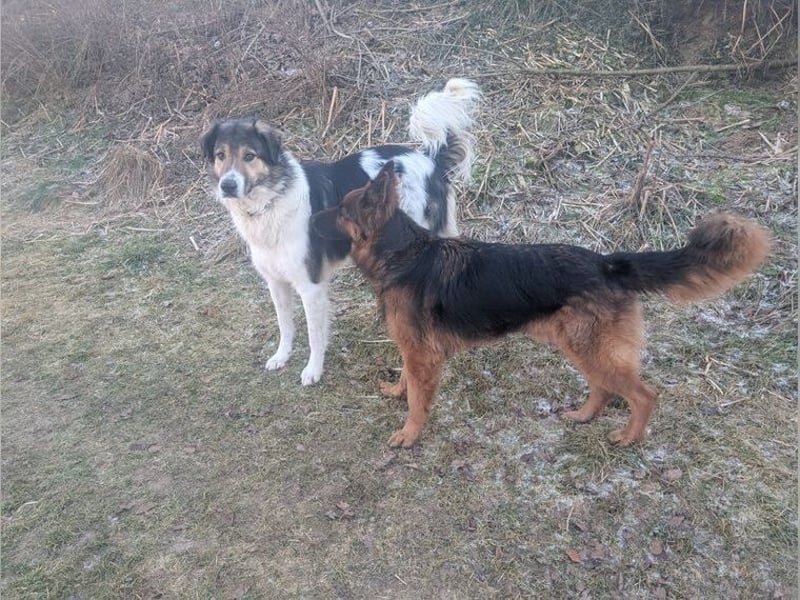 Freddy, bildschöner Herdenschutzhundmix