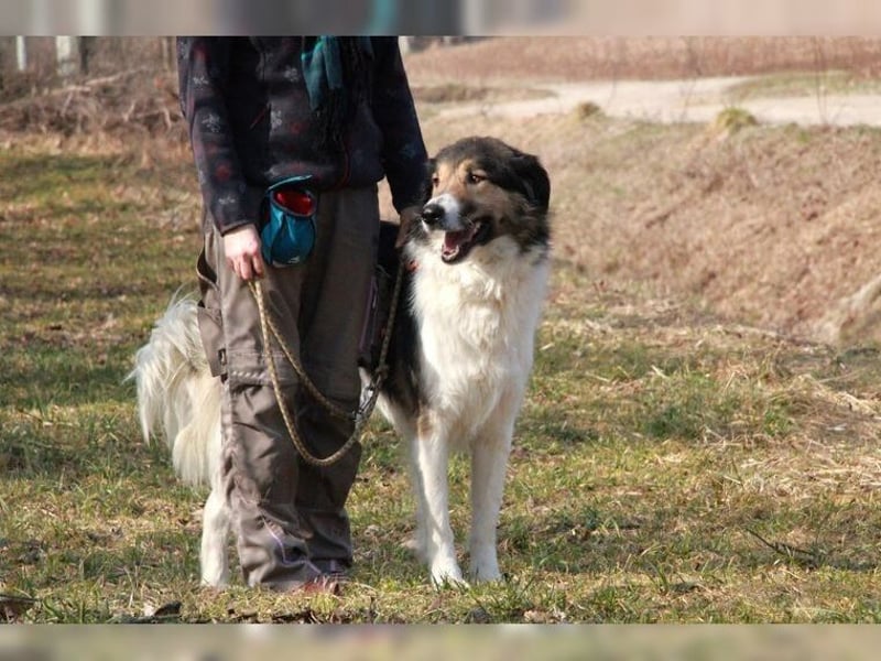 Freddy, bildschöner Herdenschutzhundmix