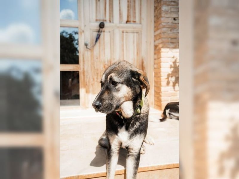 Riesenbaby Kian,ein Herzenshund