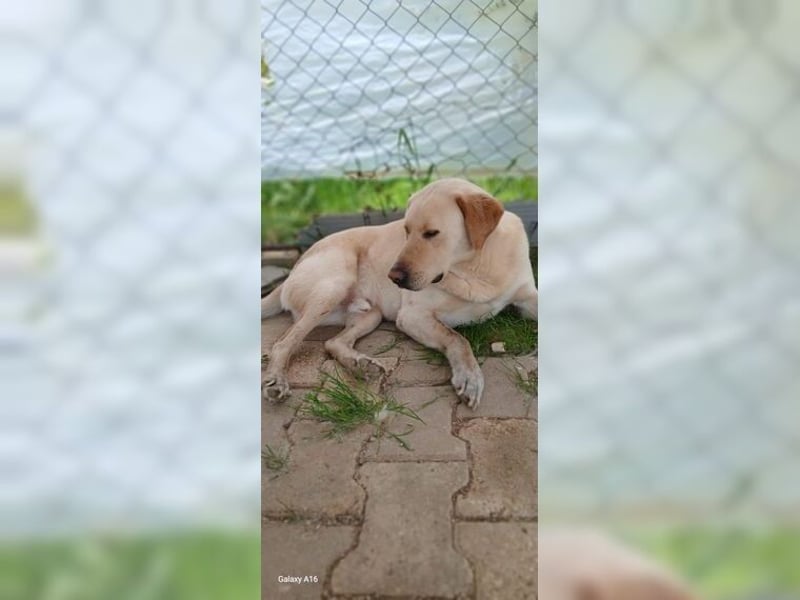 Buddy, liebevoller Labrador Mischling