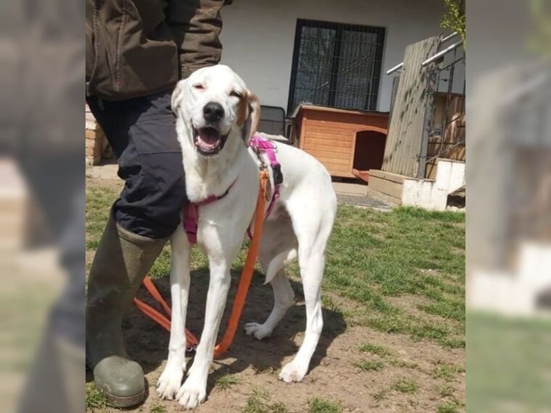 Sakiz, liebevolle Hündin mit einem großen Herzen