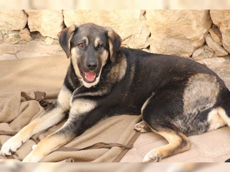 Riesenbaby Kian,ein Herzenshund