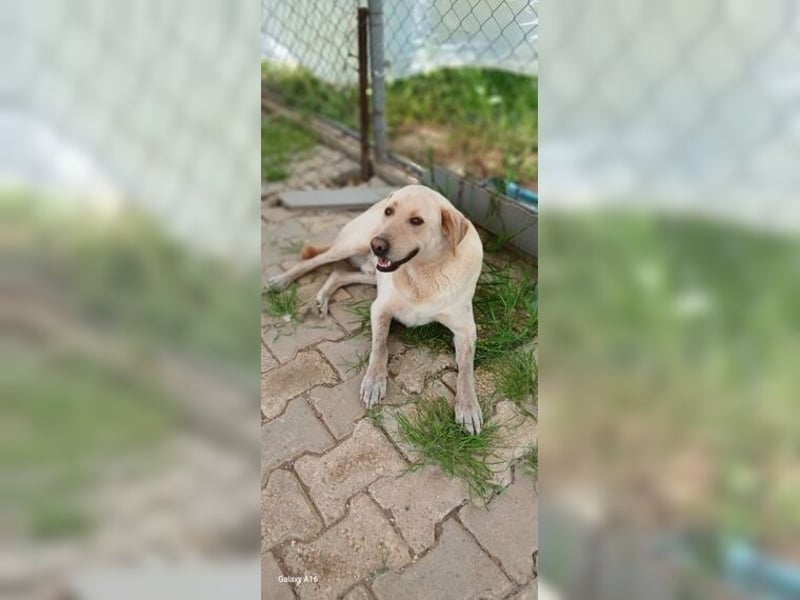 Buddy, liebevoller Labrador Mischling