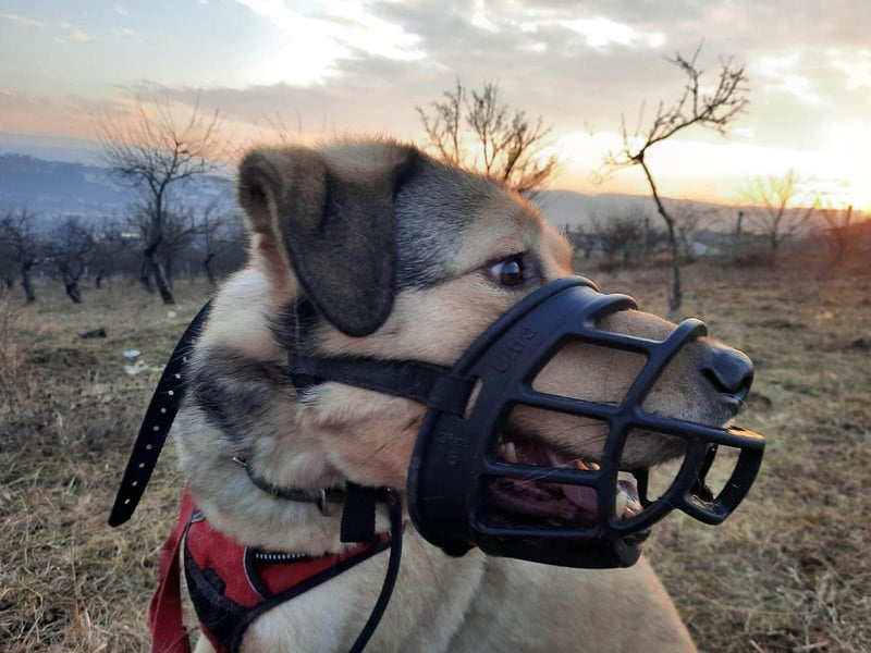 Romeo wünscht sich ein für immer Zuhause