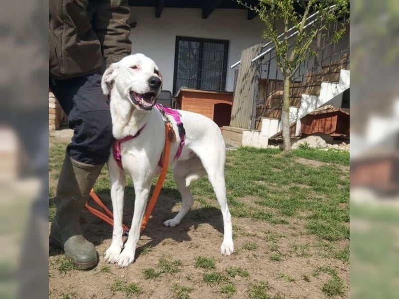 Sakiz, liebevolle Hündin mit einem großen Herzen