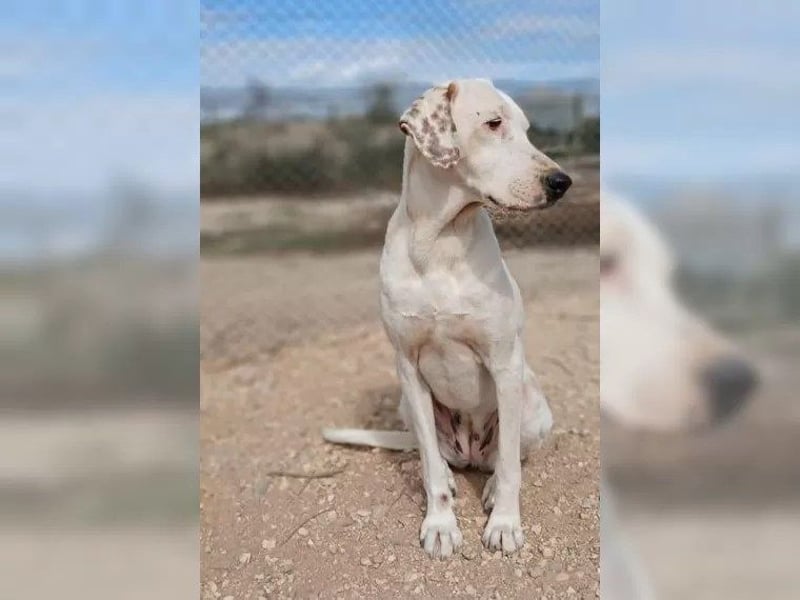 Sakiz, liebevolle Hündin mit einem großen Herzen