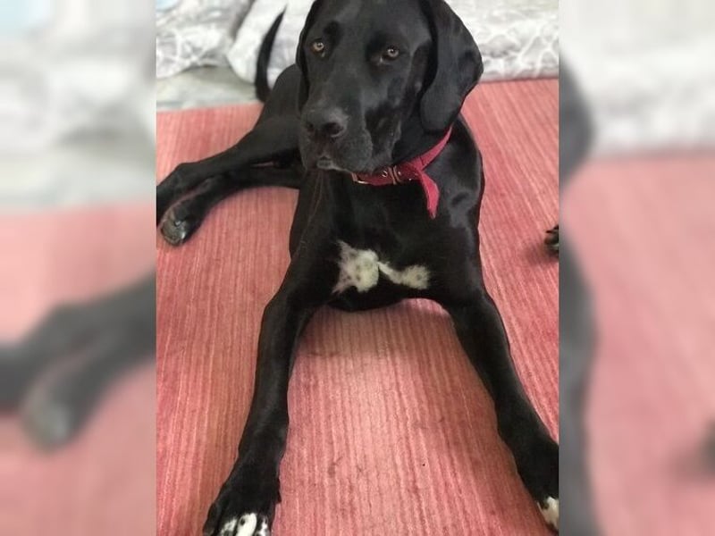Nero,bildschöner Traumhund mit top Charakter