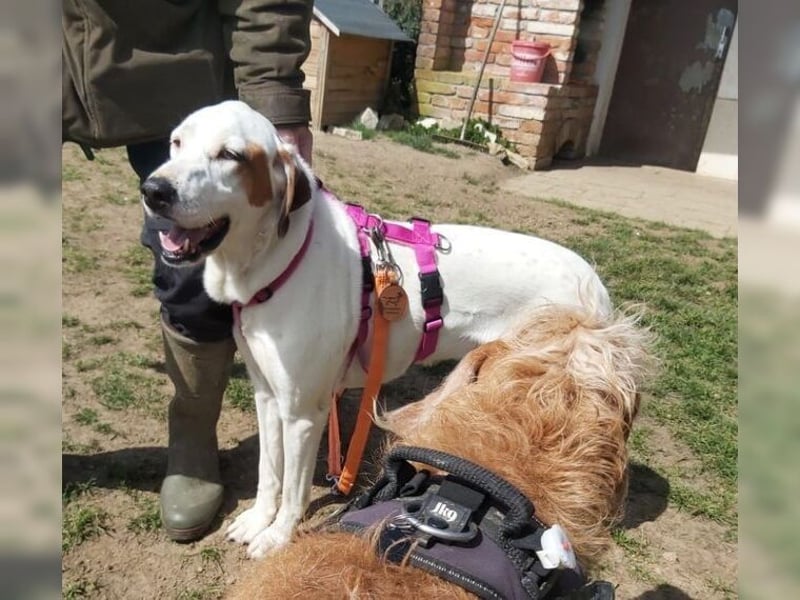 Sakiz, liebevolle Hündin mit einem großen Herzen