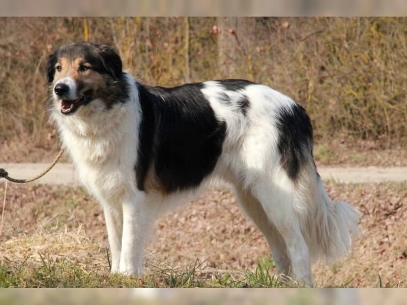 Freddy, bildschöner Herdenschutzhundmix