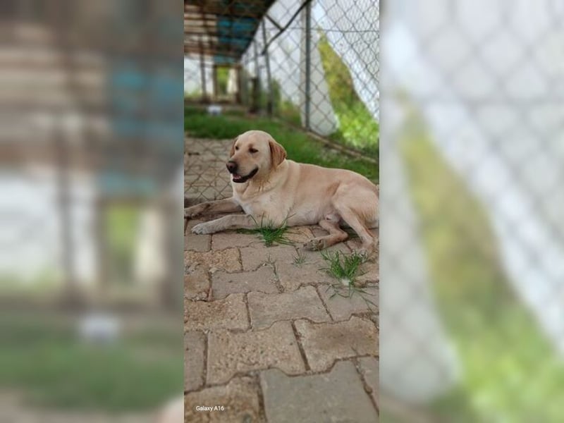 Buddy, liebevoller Labrador Mischling