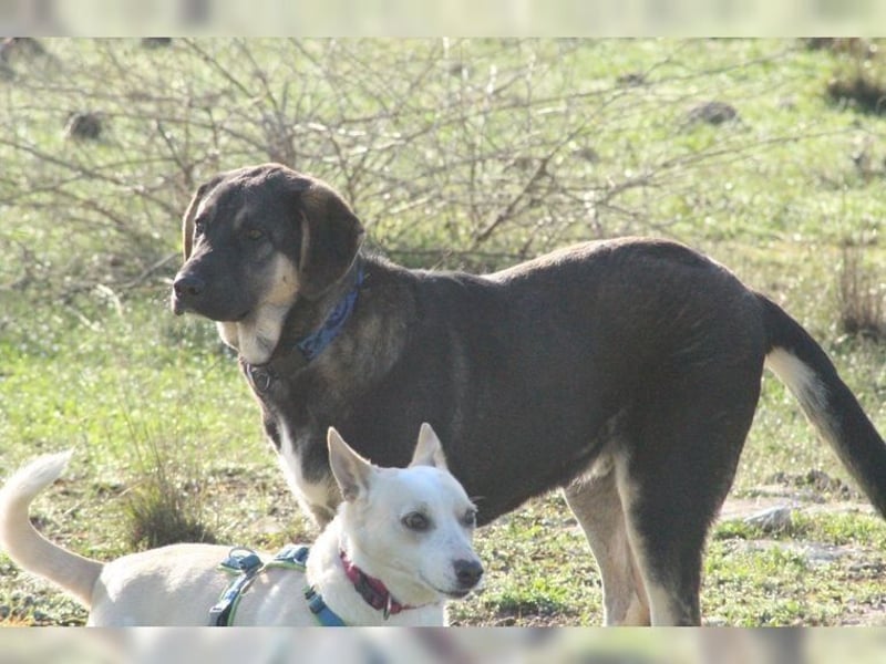 Riesenbaby Kian,ein Herzenshund