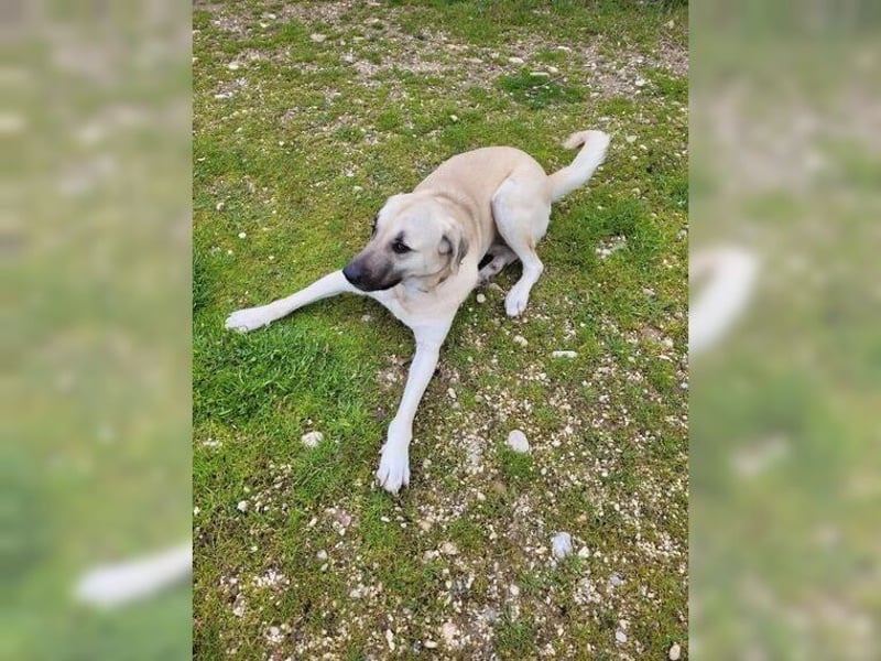 Kontess, gelassene, soziale Hündin