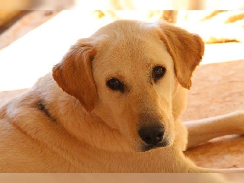 Liebevolle Mia, Golden Retriever Mischling