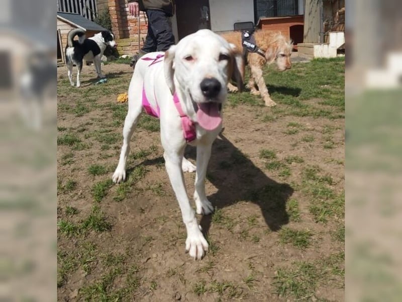 Sakiz, liebevolle Hündin mit einem großen Herzen