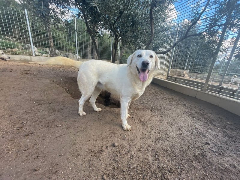 TORBATA - schön & groß