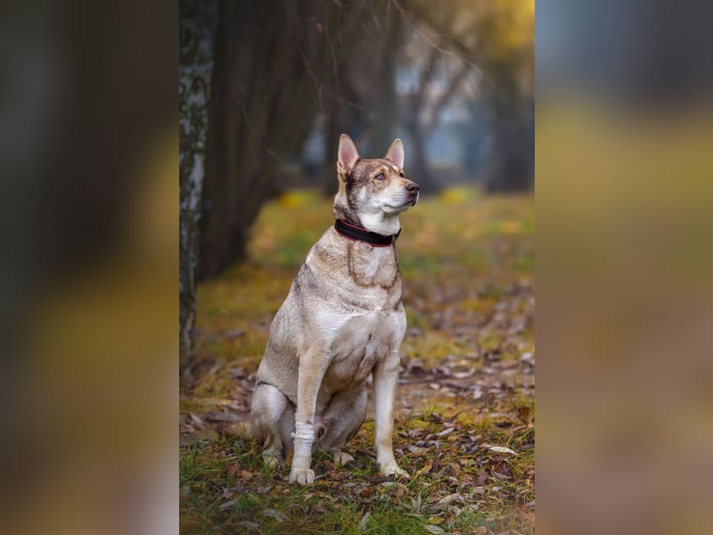 Typisch Husky mit untypisch ruhigem Charakter, lieber Kevin sucht Platz