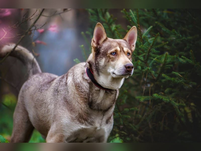 Typisch Husky mit untypisch ruhigem Charakter, lieber Kevin sucht Platz