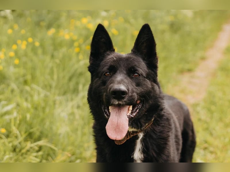 Schäferhundmix Berch für erfahrenen Halter