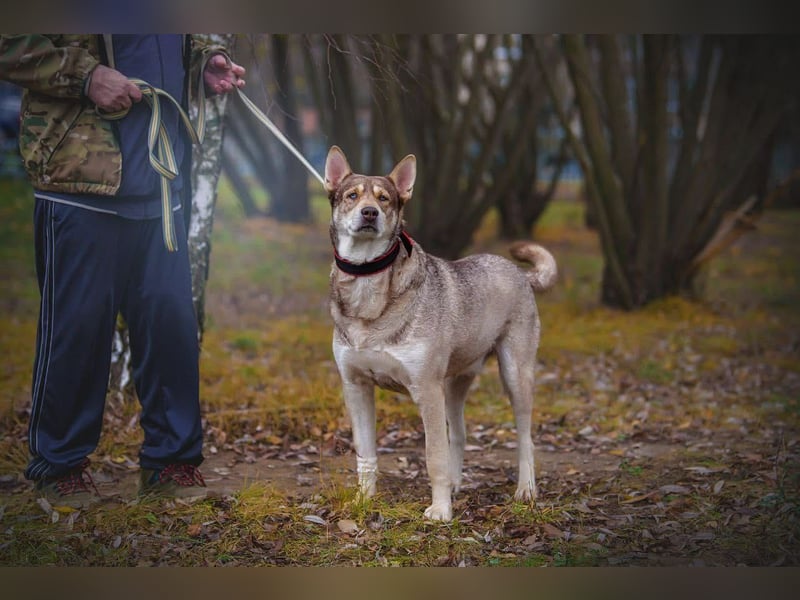 Typisch Husky mit untypisch ruhigem Charakter, lieber Kevin sucht Platz