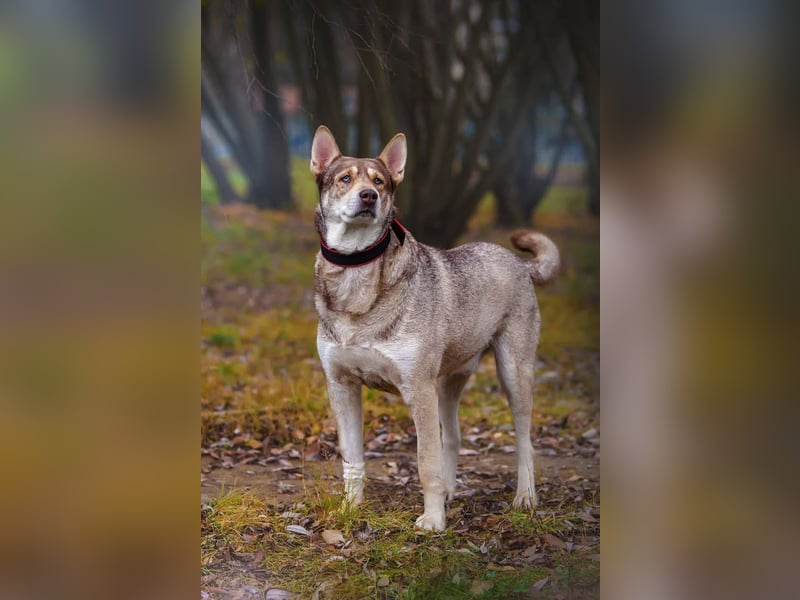 Typisch Husky mit untypisch ruhigem Charakter, lieber Kevin sucht Platz