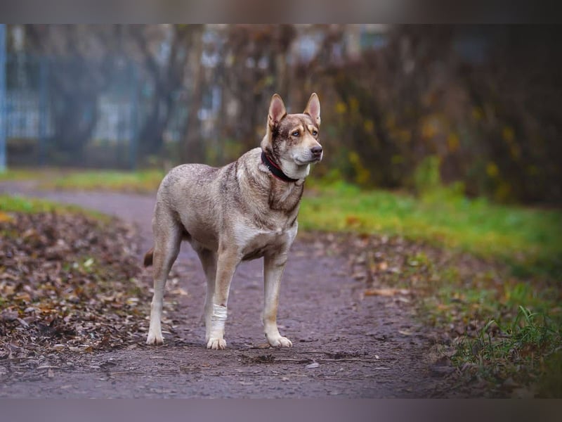 Typisch Husky mit untypisch ruhigem Charakter, lieber Kevin sucht Platz