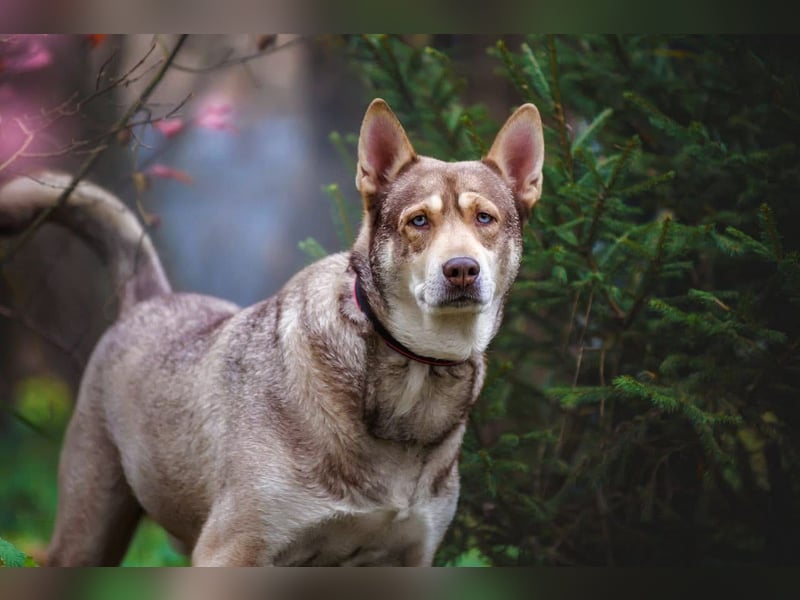 Typisch Husky mit untypisch ruhigem Charakter, lieber Kevin sucht Platz